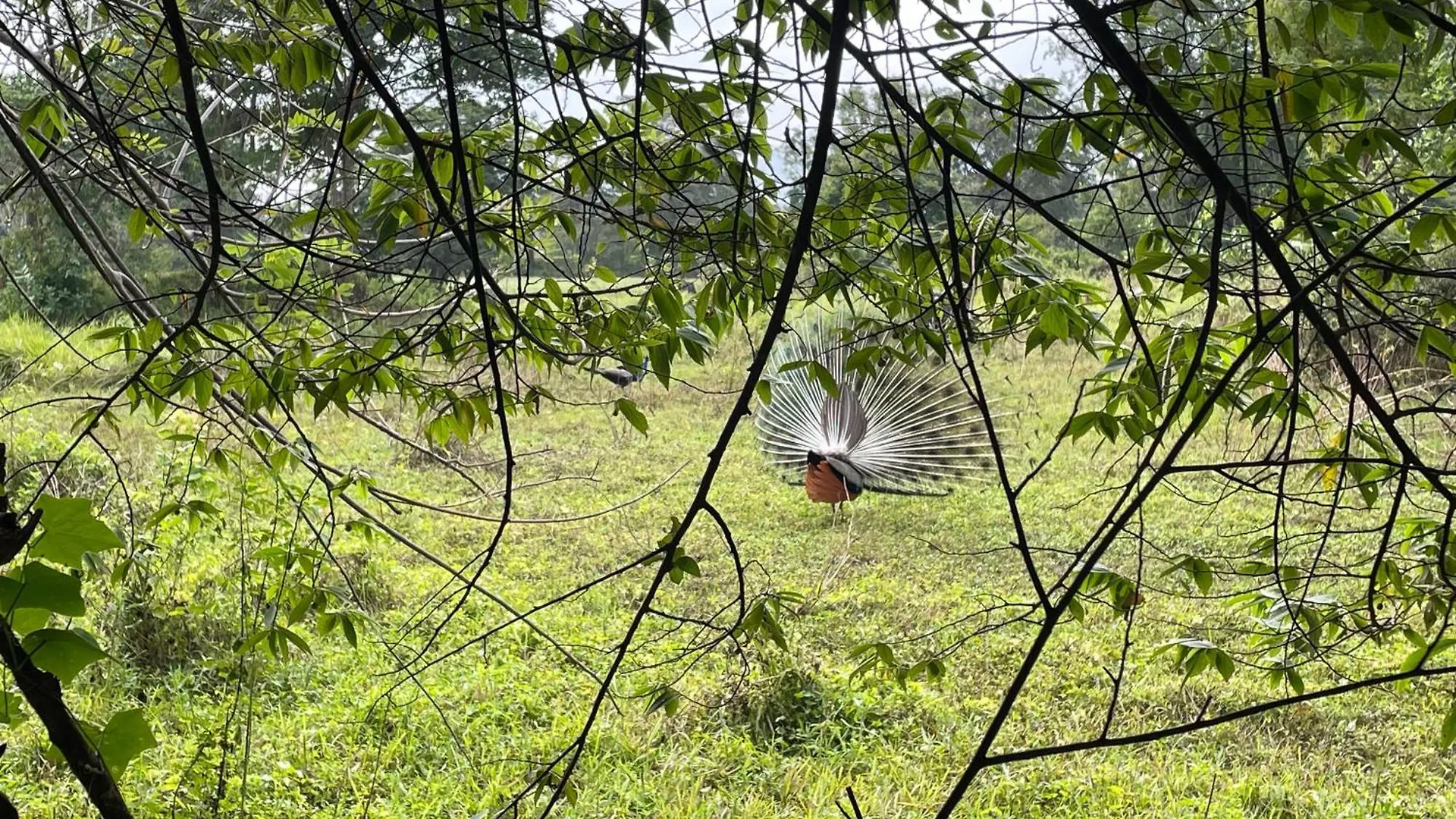Dimuthu Green Villa Sigiriya Sri Lanka